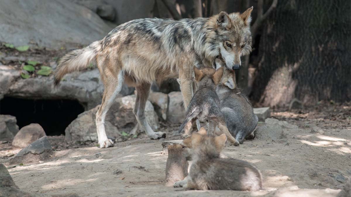 ¿Qué está pasando con “Seje”, la loba del Zoológico de Chapultepec?