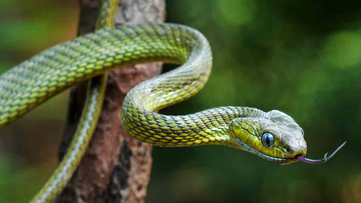 Serpientes pueden tener pies y no poner huevos, conoce los secretos de este animal
