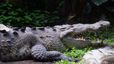 tampico-tamaulipas-entra-a-nadar-y-cocodrilo-lo-ataca