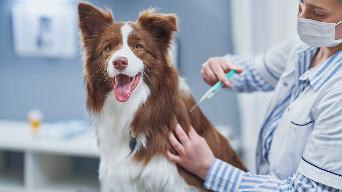 Can Fest 2024: Habrá esterilizaciones, vacunas y adopciones gratis en CDMX por el Día Mundial del Perro; te decimos cuándo y dónde