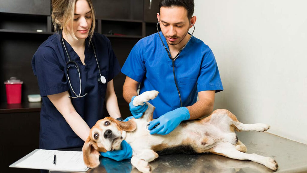 Valoración cardiológica gratis para mascotas en Hidalgo; cómo obtenerla