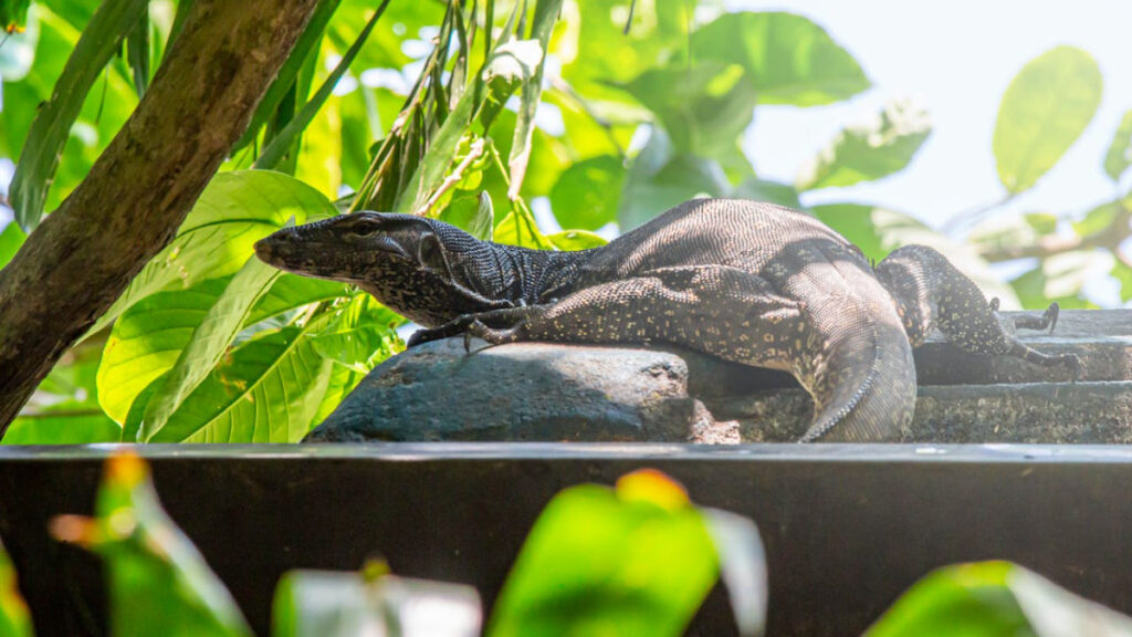 Encontraron un espécimen de Varanus Salvator, reptil similar al Dragón de Komodo, en Tlaxcala