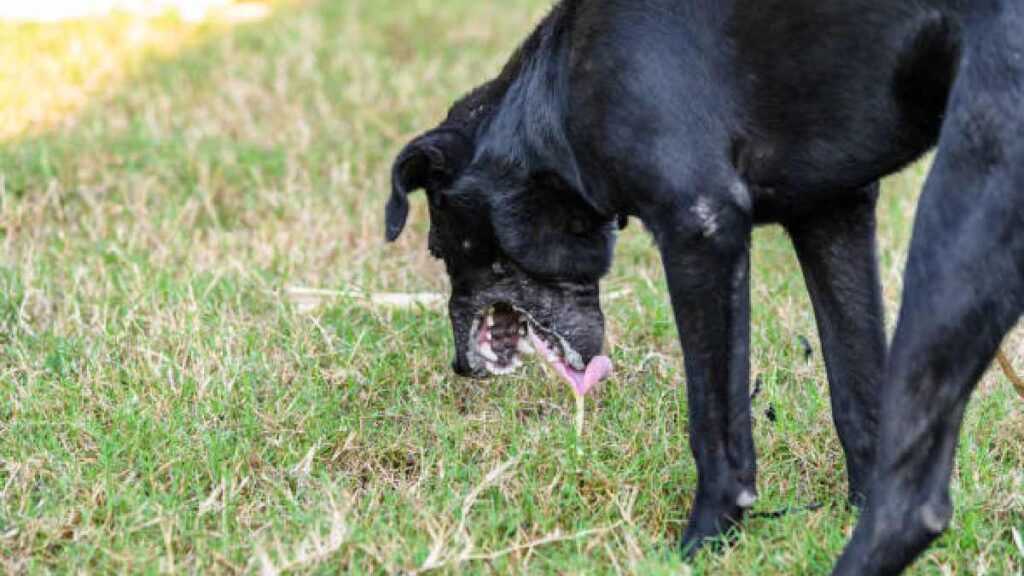 Parvovirus en perros: síntomas y tratamiento