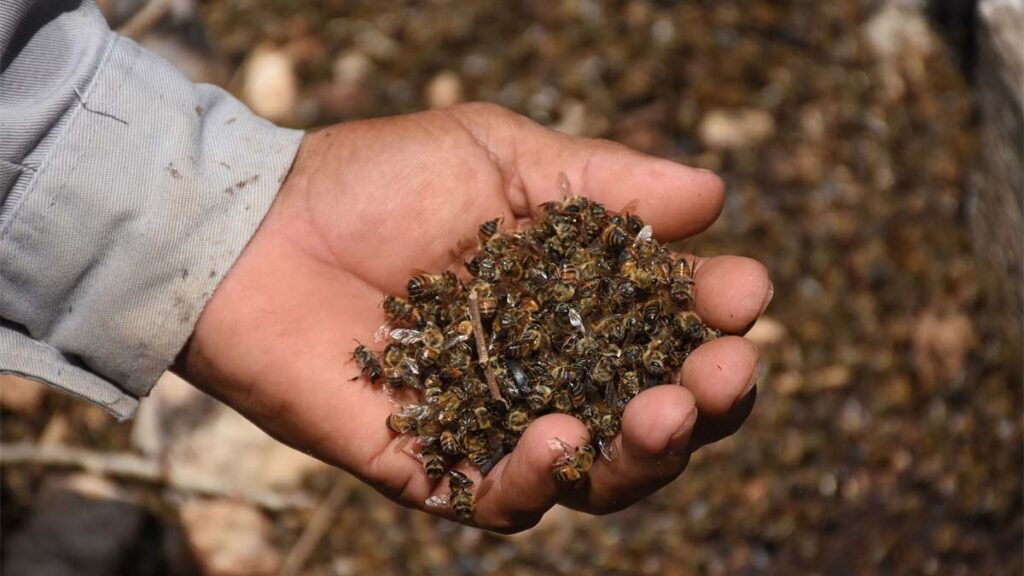 Denuncian muerte masiva de abejas en Yucatán.