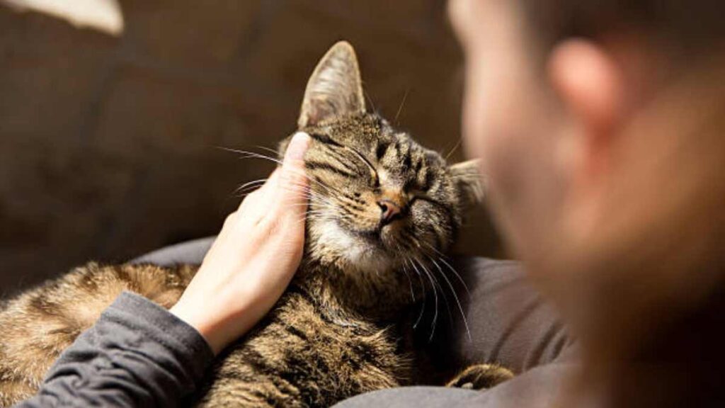 Gatos lamentan la muerte de sus compañeros animales: estudio