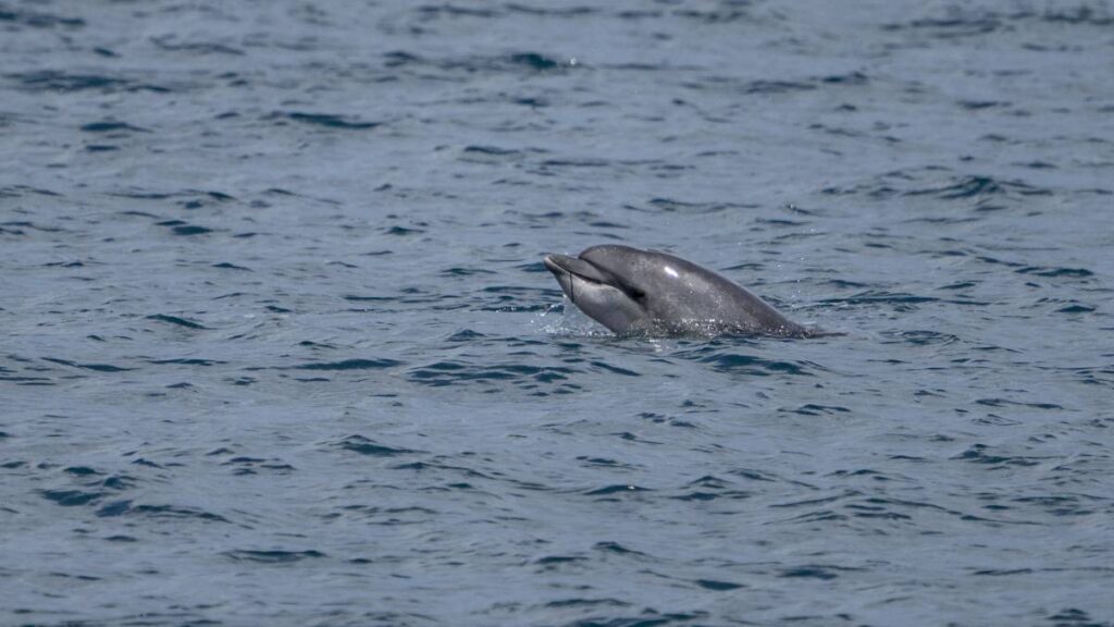 Alertan por mordeduras de delfín en playas de Japón