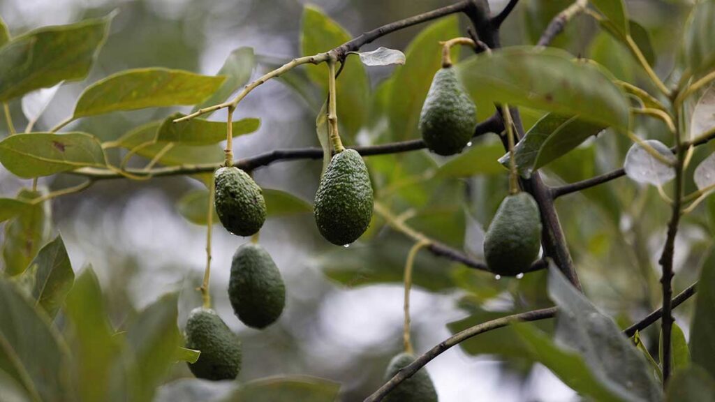 Deforestación en México: La conexión el aguacate y empresas de EU