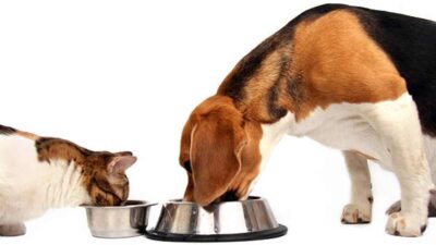 FDA lanza alerta sobre alimento para mascotas; ve cuál es