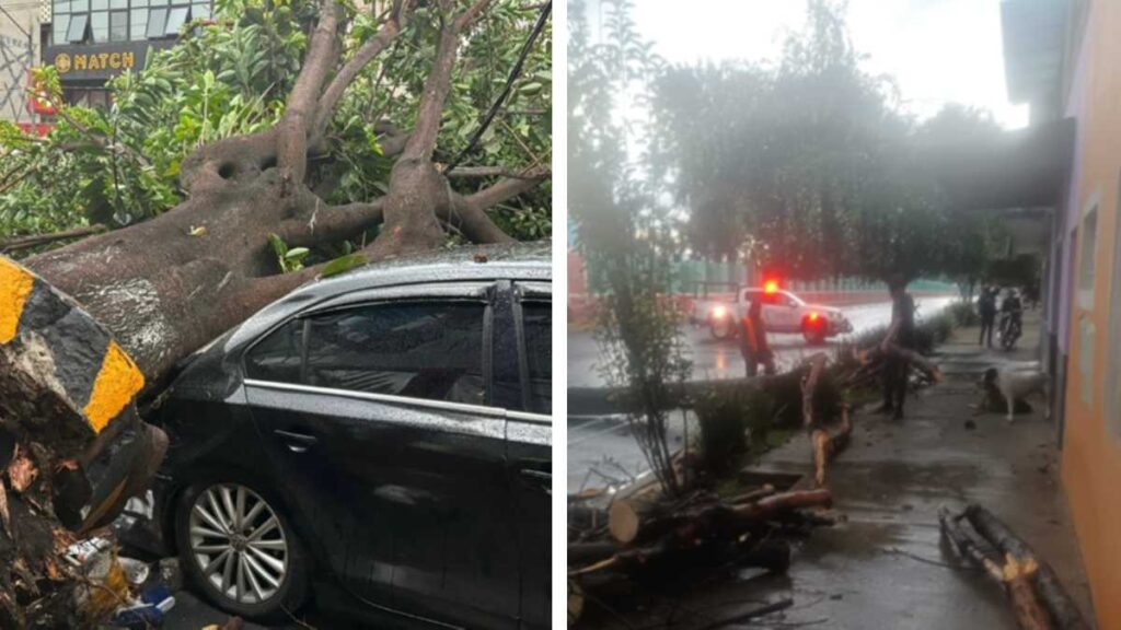 Árboles caídos y severos embotellamientos en distintos puntos de la Ciudad de México (CDMX) es el saldo que dejó una fuerte lluvia la tarde de este jueves 1 de agosto.