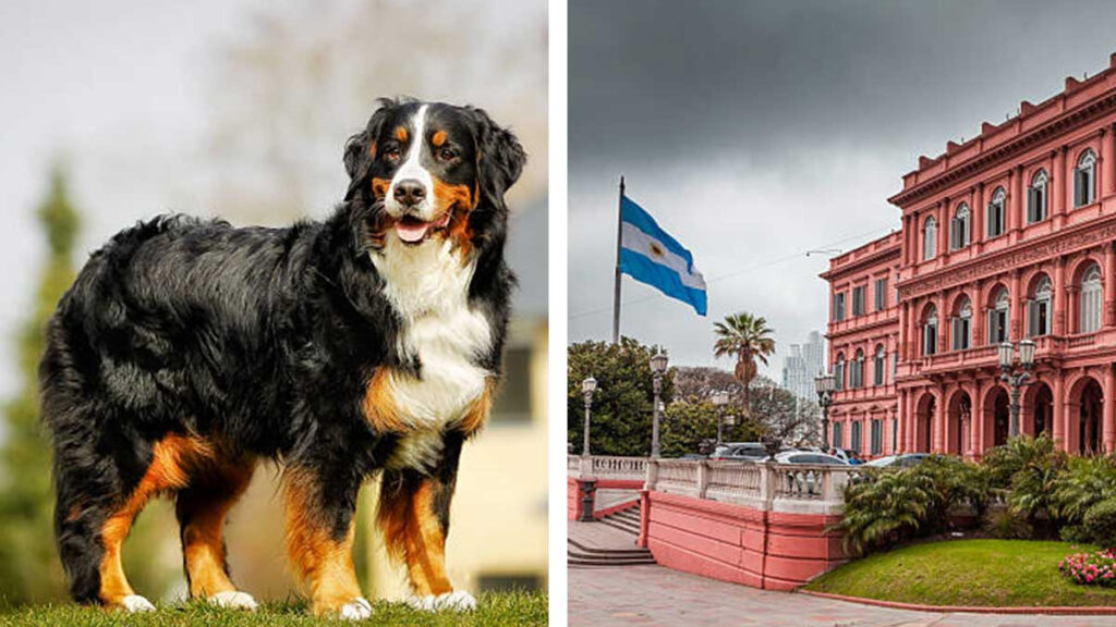 Perro Boyero de Berna llega a la Casa Rosada de Argentina