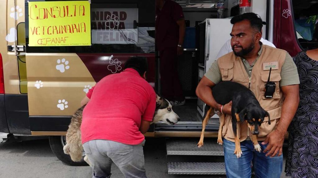 En medio de las inundaciones en Chalco, así viven las mascotas