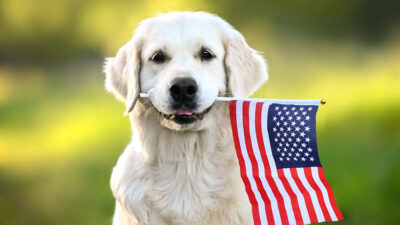 Mejores ciudades para tener mascotas en Estados Unidos