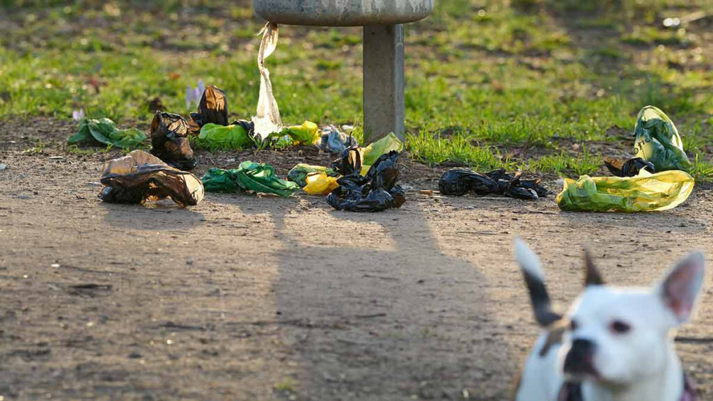 ¿Cómo afectan las heces de los perros en la salud del ser humano?