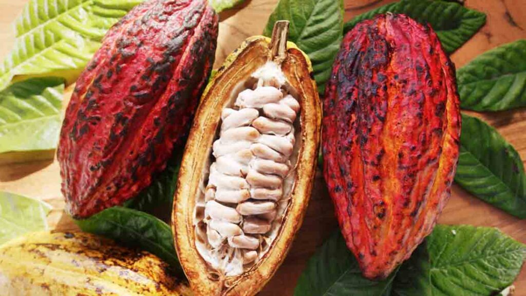 Beneficios Del Cacao