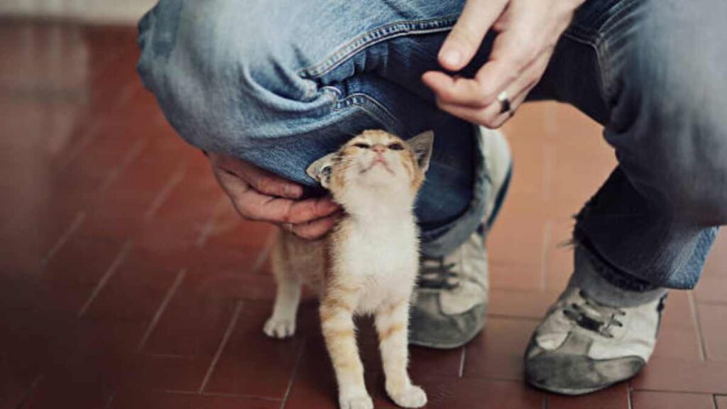 Formas en las que tu gato te muestra afecto, según la UNAM