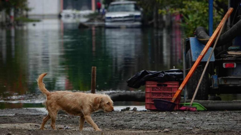 En medio de las inundaciones en Chalco, así viven las mascotas