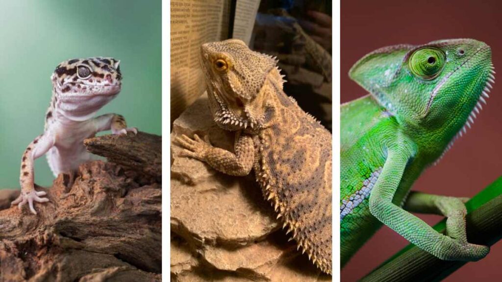 Día Mundial de la Lagartija: especies que pueden ser mascotas