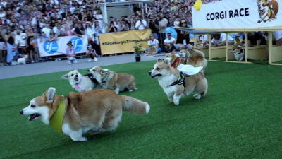 Carrera de corgis en Lituania, estas son las imágenes más tiernas de estos perritos atletas