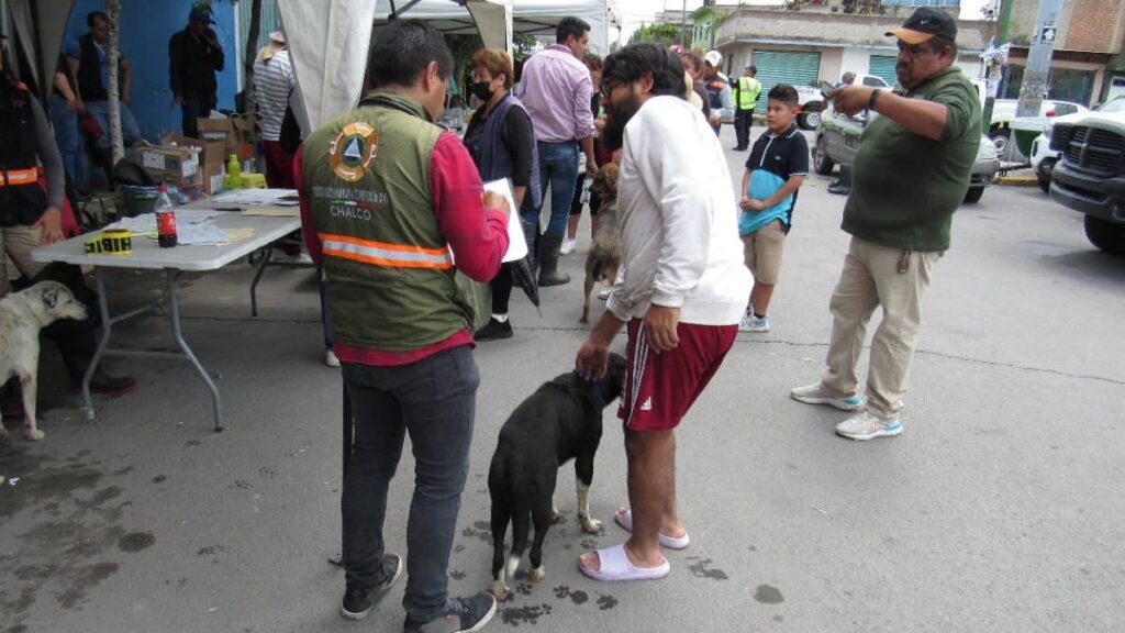 Rescate de perros y gatos en Chalco tras inundación de aguas negras.