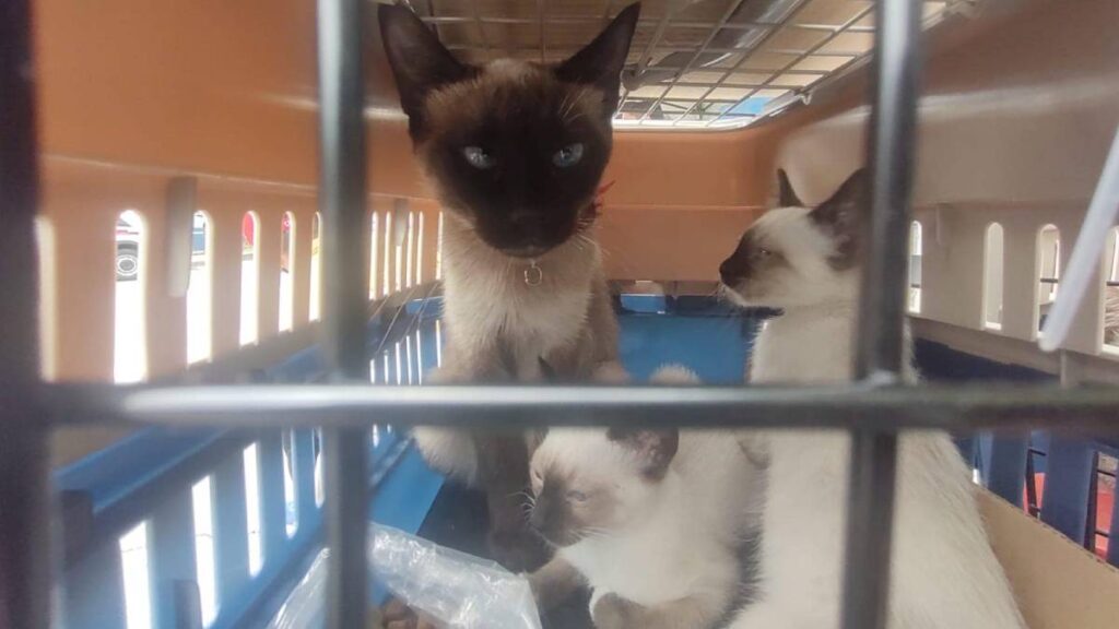 Rescate de perros y gatos en Chalco tras inundación de aguas negras.