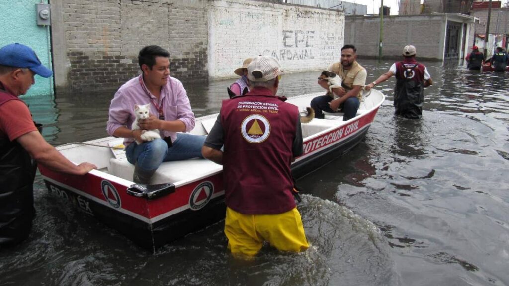 Rescate de perros y gatos en Chalco tras inundación de aguas negras.