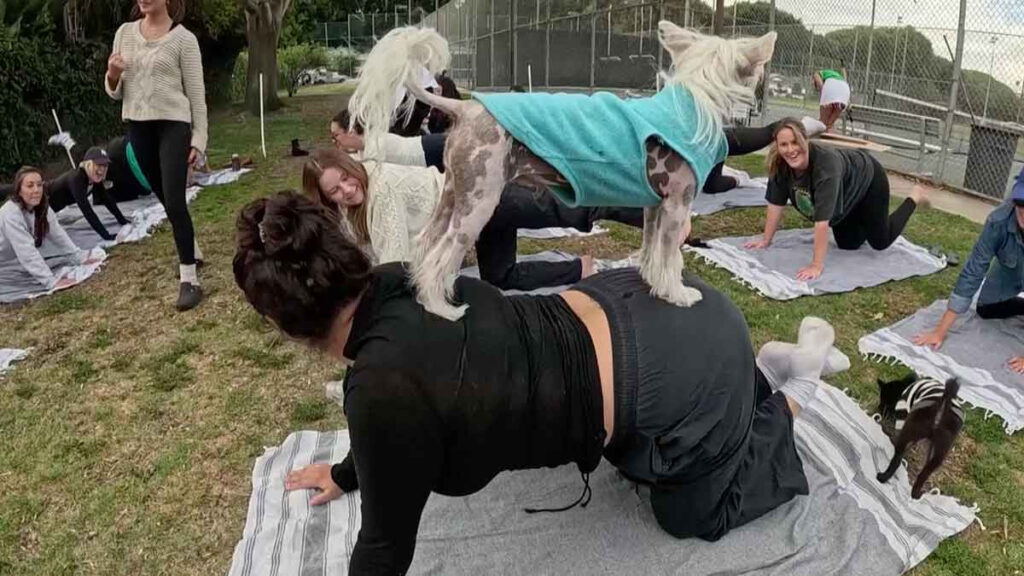 Clases De Yoga Perritos