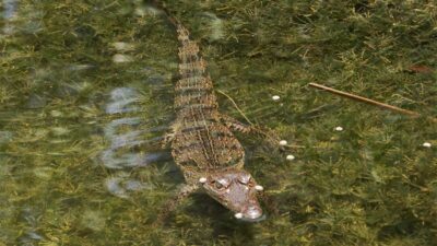 Cocodrilos invaden Oaxaca: el paso de John los arrastra desde la Laguna de Ventanilla