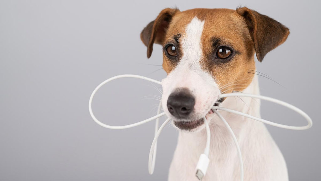 Cómo evitar perros muerdan cables eléctricos