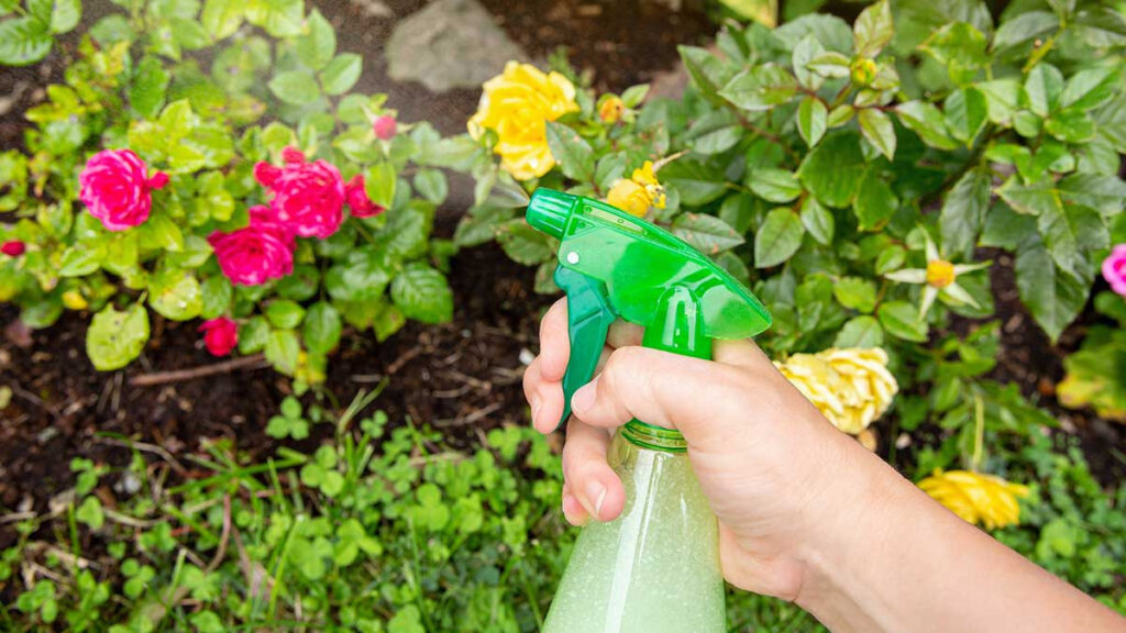 Cómo hacer un insecticida casero