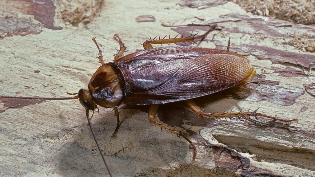 Cucaracha en restaurante de Guadalajara