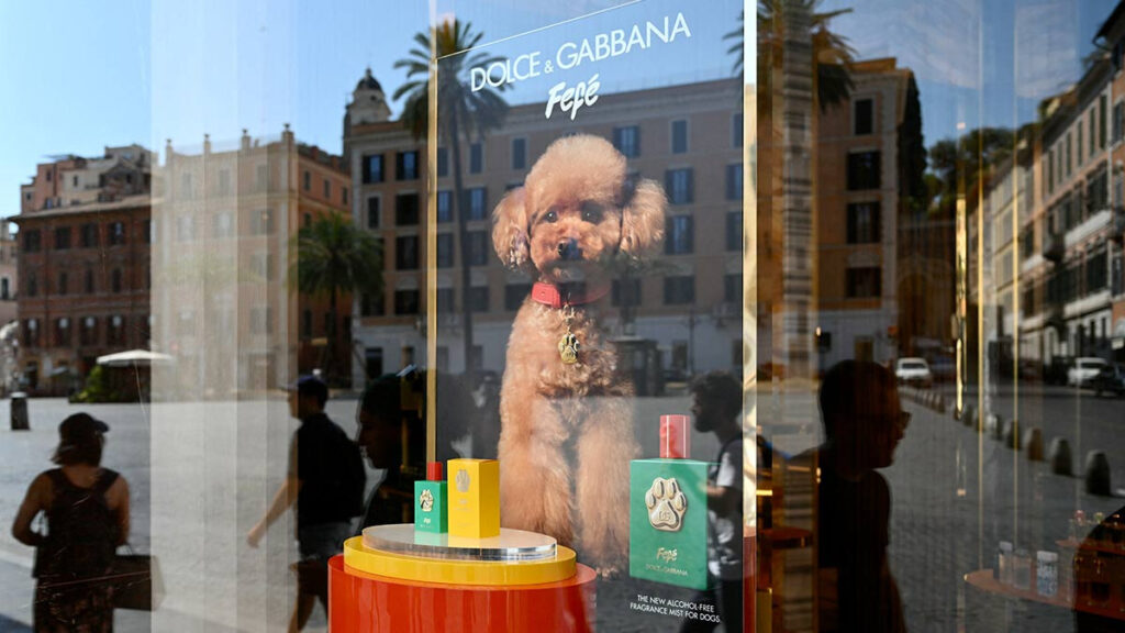 Dolce Gabbana Perfume Perro