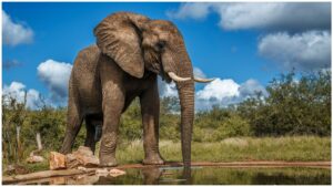 VIDEO: Elefante ataca a turistas en safari en Botswana