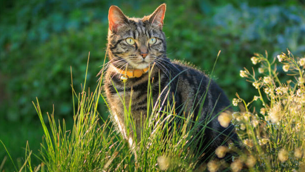 Horóscopos: qué raza de gato serías, según tu signo zodiacal