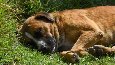 Detuvieron al extranjero agresor de un perro en Cancún.