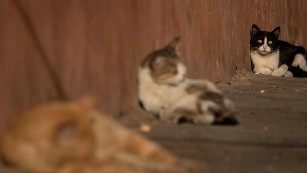 Dedican exposición fotográfica a 78 gatos que viven en el INER