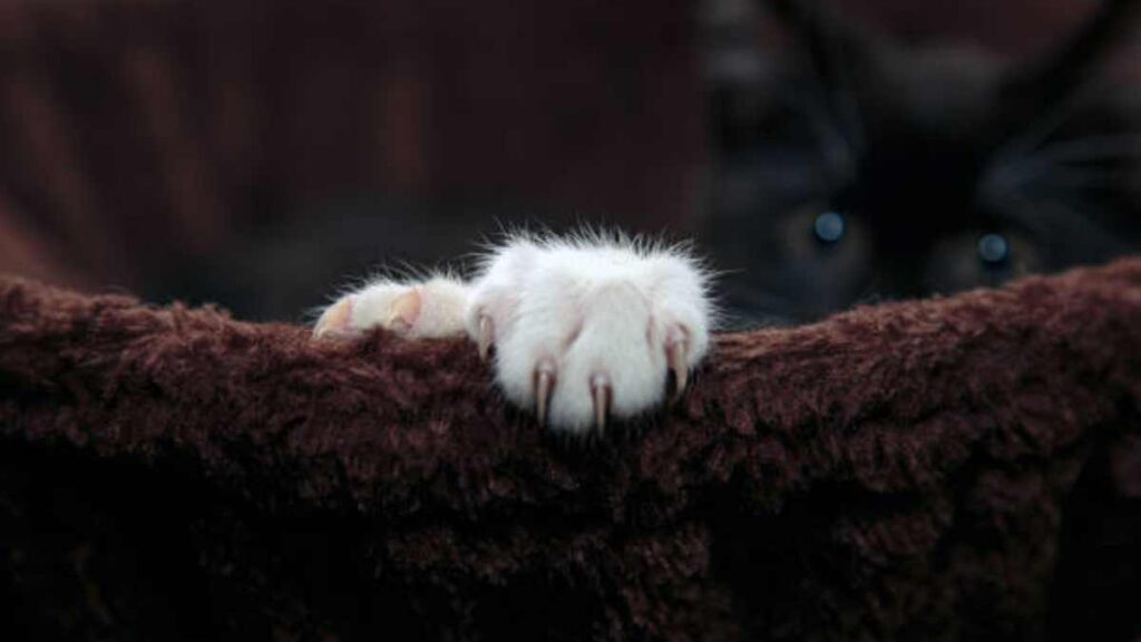 Oniquectomía: así afecta la amputación de las uñas de los gatos