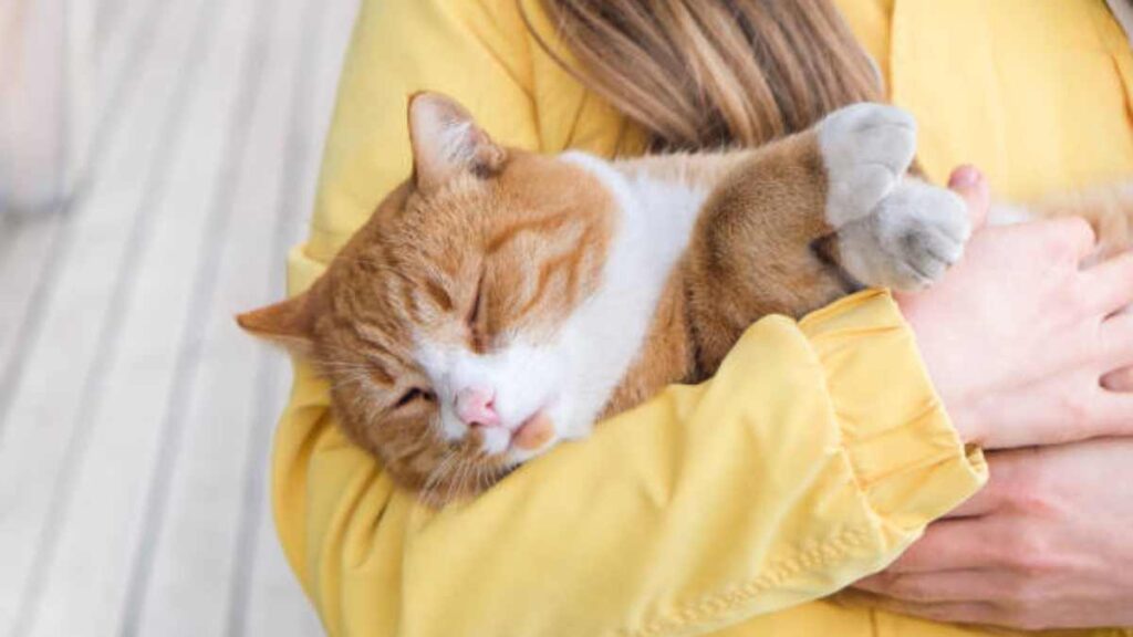 Cómo proteger a tus mascotas de las enfermedades respiratorias