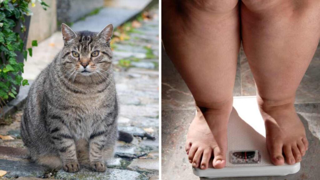 Gatos gordos ayudarían a estudiar la obesidad en humanos