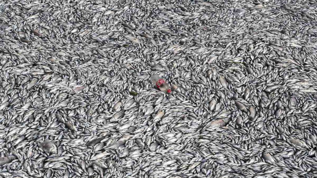 Grecia: Volos, ciudad portuaria, en emergencia por marea de peces muertos