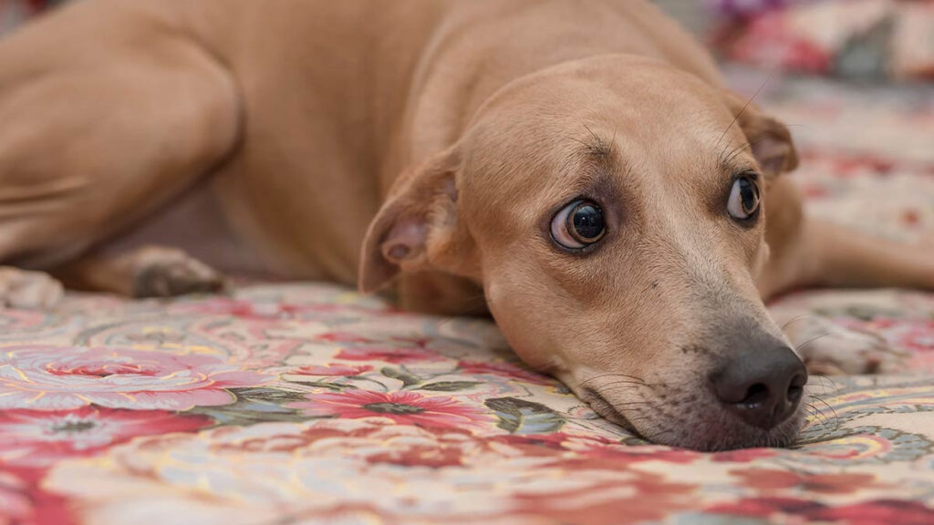 Hombre intenta asfixiar a su perro porque dice que lo tratan mejor que a él