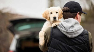 Robo de mascotas en Reino Unido será castigado con 5 años