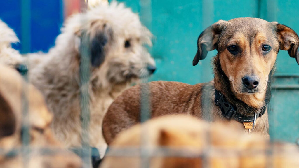 Intentan envenenar a perritos ancianos en asilo de Estados Unidos y los voluntarios están horrorizados