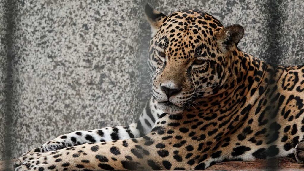 Encontraron un jaguar decapitado flotando en el mar de Campeche.