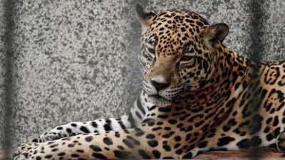 Encontraron un jaguar decapitado flotando en el mar de Campeche.