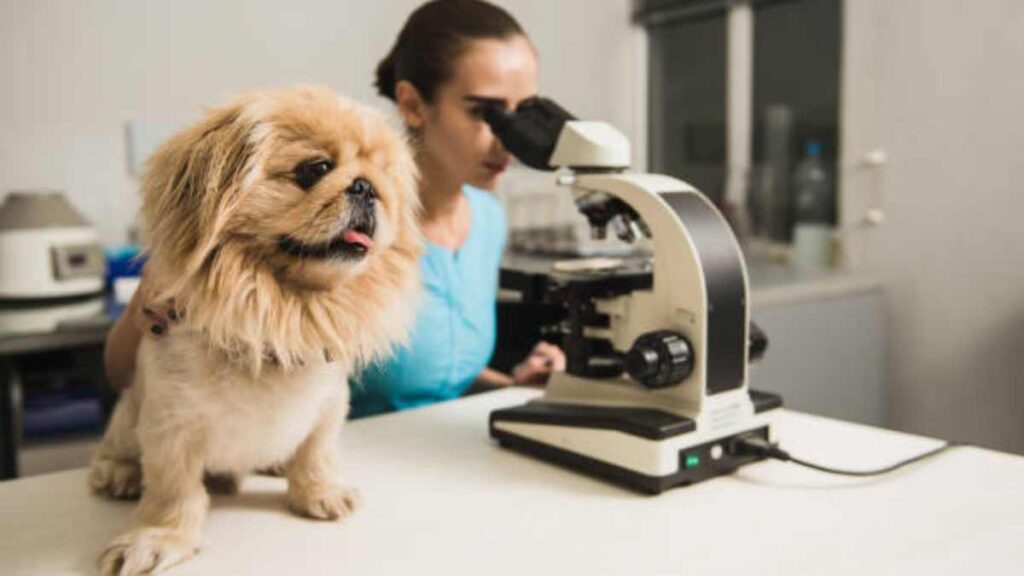 ADN de los perros influye en su carácter