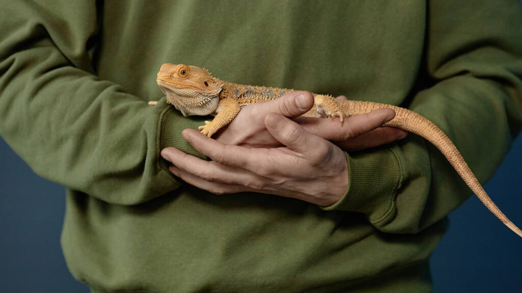 Día Mundial de la Lagartija: especies que pueden ser mascotas