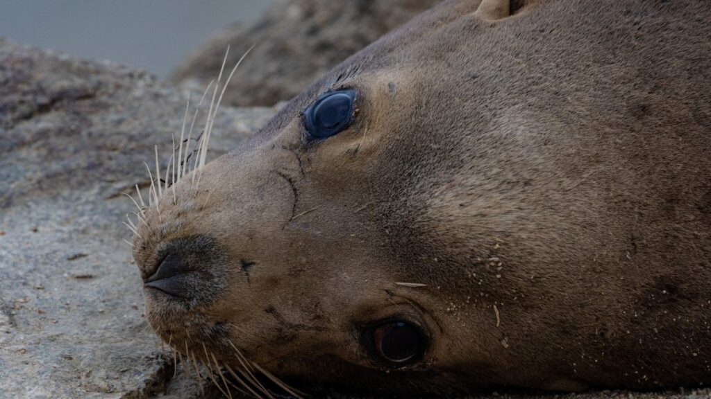 Leones marinos en playa de California