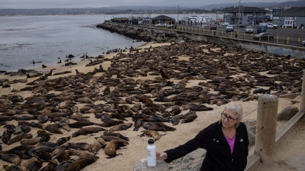 Leones marinos en playa de California