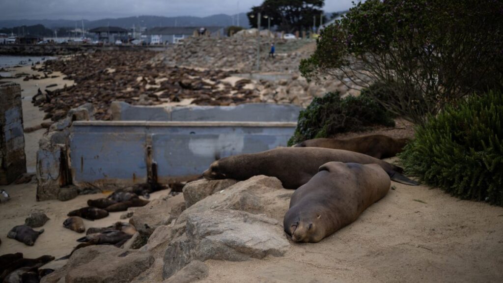 Leones marinos en playa de California