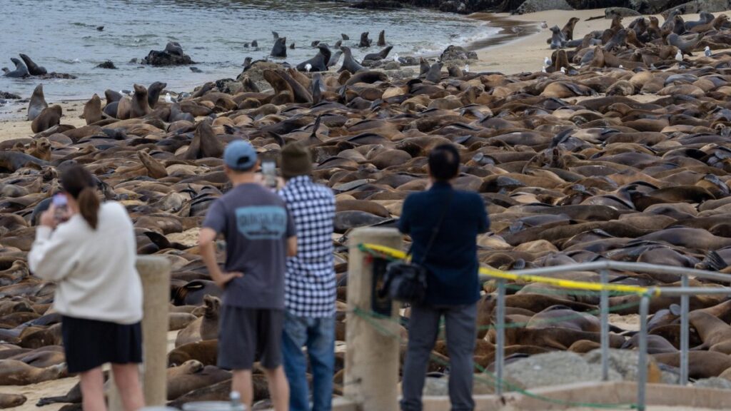 Leones Marinos se apropiaron de a playa de San Carlos, en Monterey, California. Un hecho raro que llevó a cerrar el paradisíaco sitio